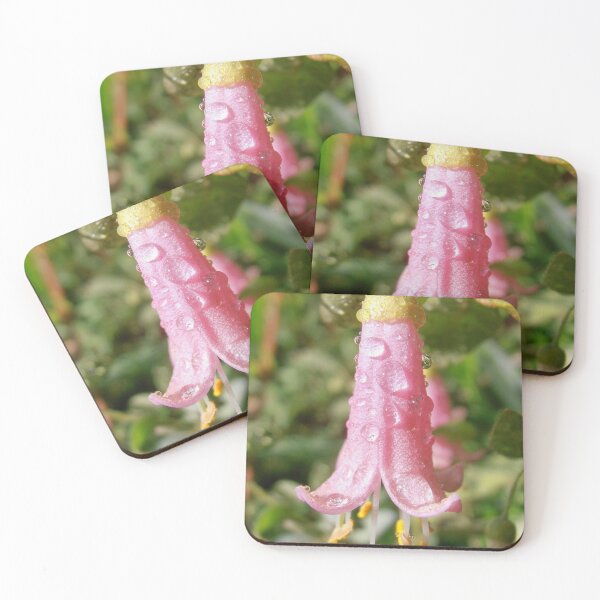 Item preview, Raindrops, Correa Pulchella Pink, Tumut, Australia. designed and sold by kaysharp.