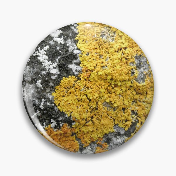 Artikelvorschau, Goldene Flechte, Binalong-Bucht, Tasmanien, Australien. entworfen und verkauft von kaysharp.