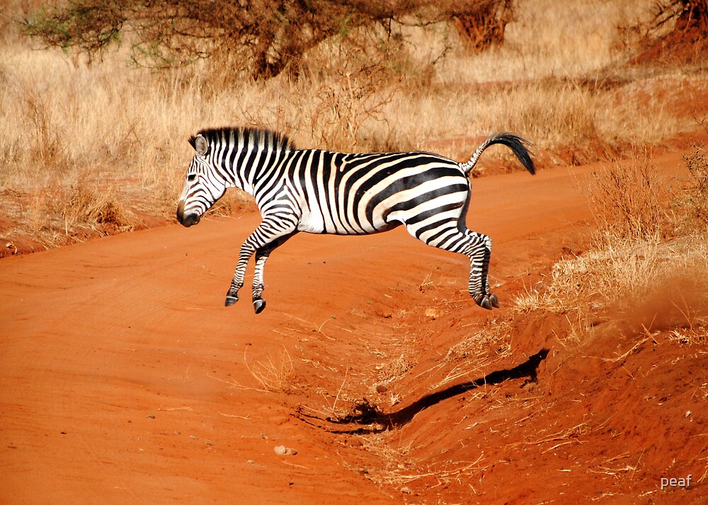 "Jumping Zebra" by peaf Redbubble
