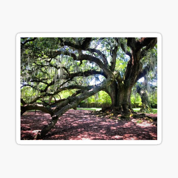 Oak tree lover - Old oak tree - Wise mystical tree - Oak Tree Lover - Pin