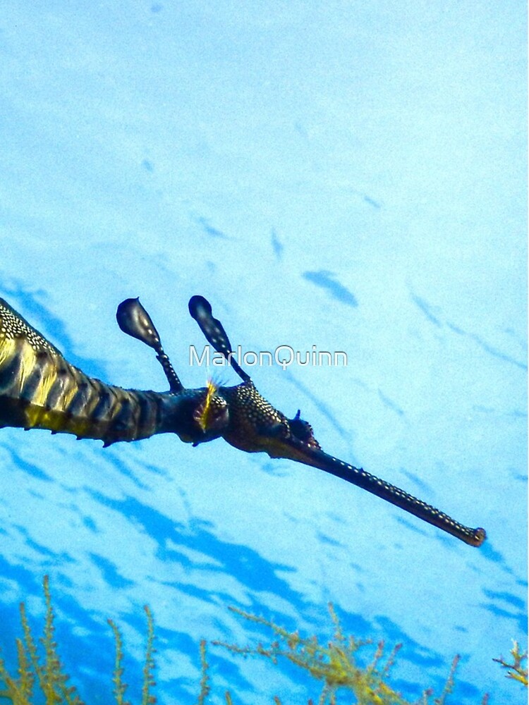 Weedy Seadragon with eggs under the sea by MarlonQuinn