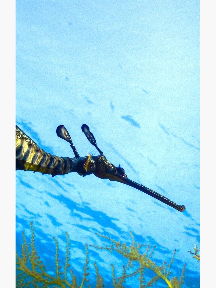 Weedy Seadragon with eggs under the sea by MarlonQuinn