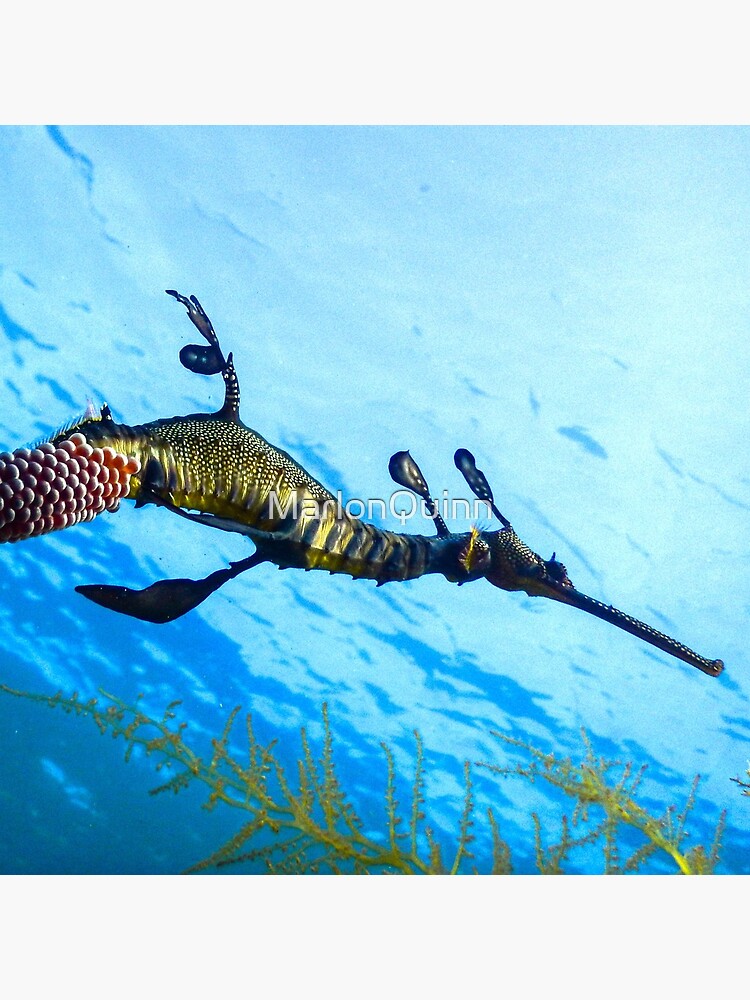 Weedy Seadragon with eggs under the sea by MarlonQuinn
