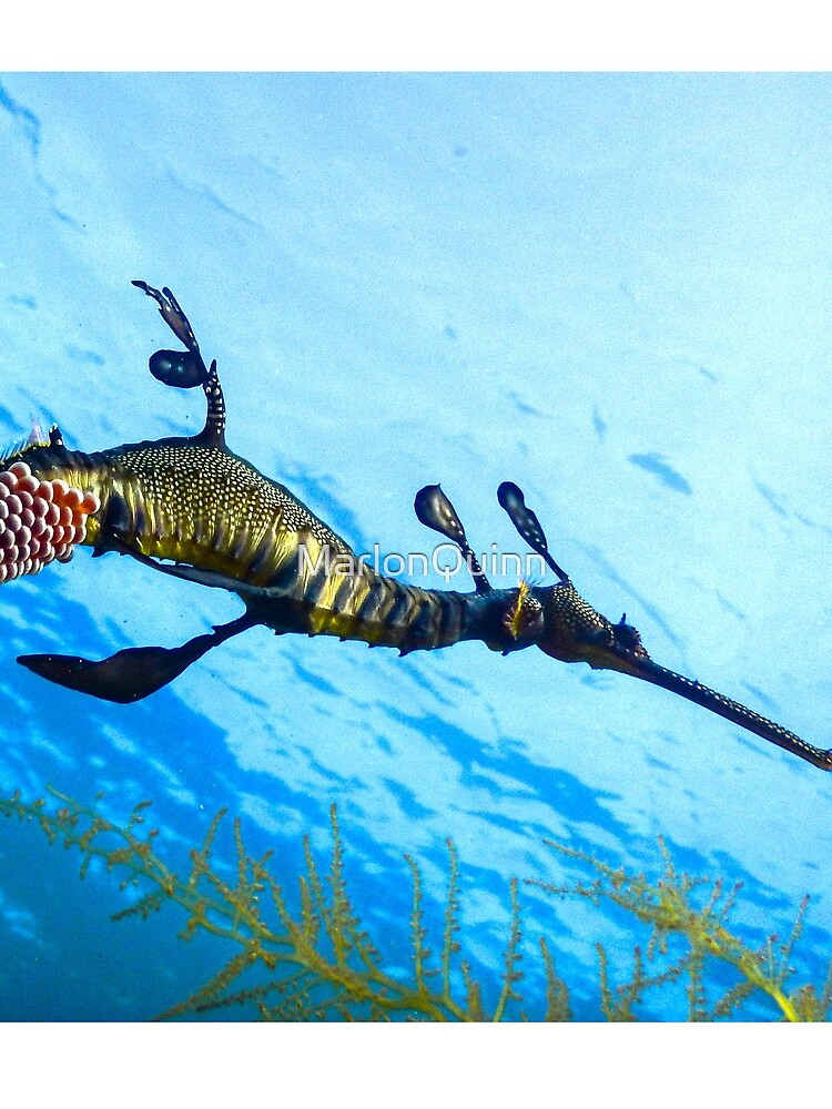 Weedy Seadragon with eggs under the sea by MarlonQuinn