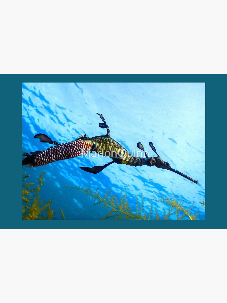 Weedy Seadragon with eggs under the sea by MarlonQuinn