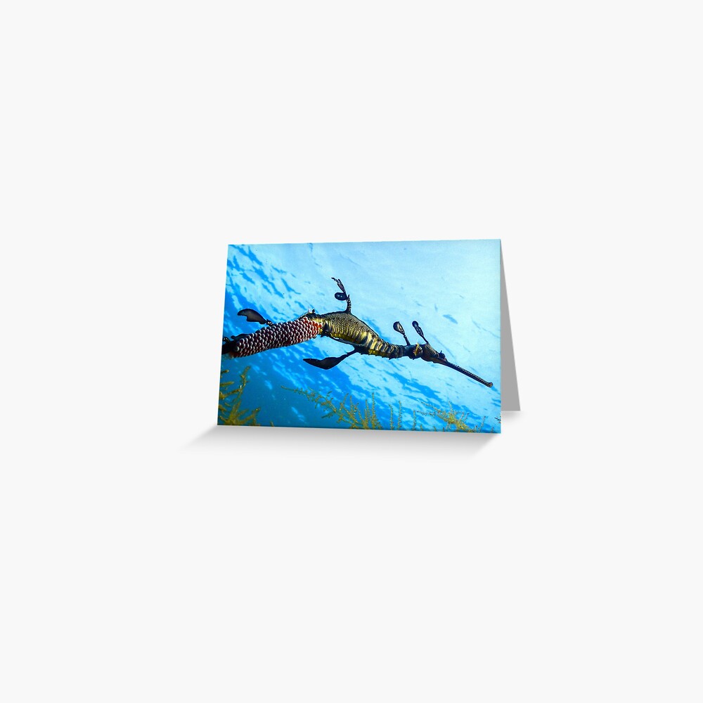 Weedy Seadragon with eggs under the sea Greeting Card