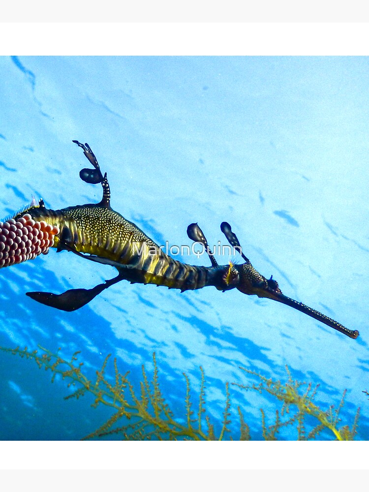 Weedy Seadragon with eggs under the sea by MarlonQuinn