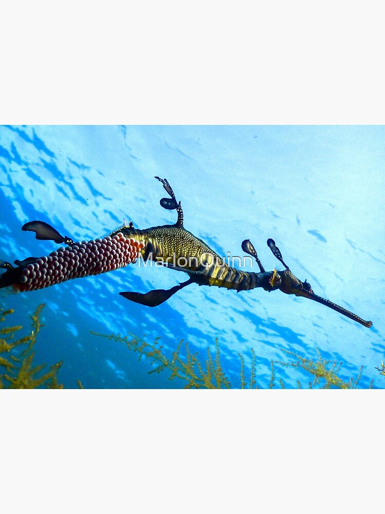 Weedy Seadragon with eggs under the sea by MarlonQuinn