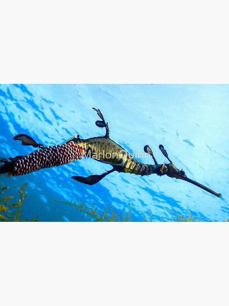 Weedy Seadragon with eggs under the sea by MarlonQuinn