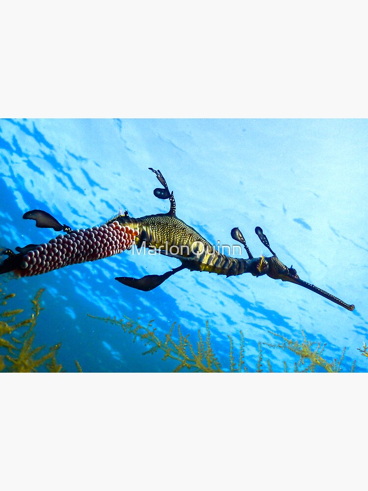 Weedy Seadragon with eggs under the sea by MarlonQuinn