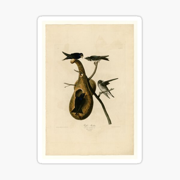 Item preview, 22 Purple Martin designed and sold by Bird-Lore.