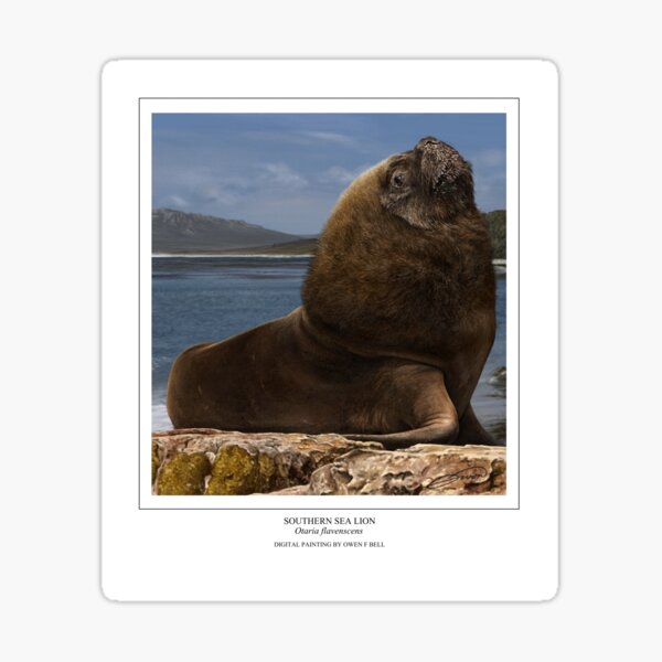 SOUTHERN SEA LION Otaria flavescens (DIGITAL PAINTING NOT A PHOTOGRAPH) Sticker
