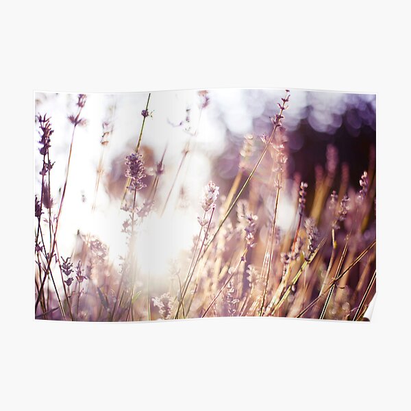 Those days that smelled of lavender. Poster