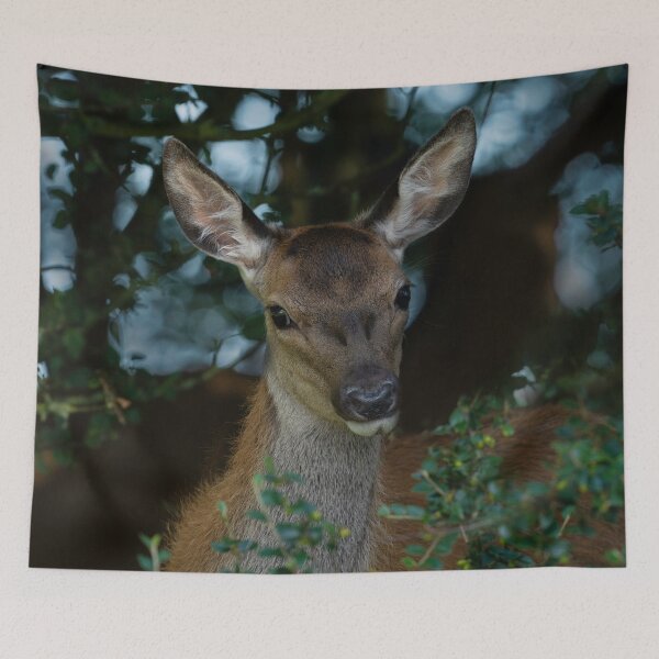 Item preview, Young Red Deer designed and sold by rawshutterbug.