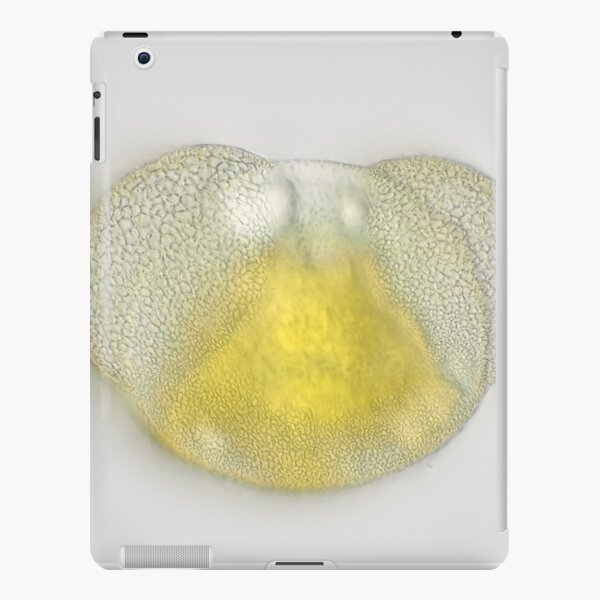 iPad Retina/3/2 - Snap