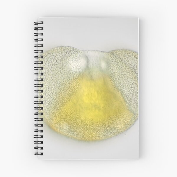 Item preview, Conifer pollen grain under the microscope designed and sold by SDym Photography.