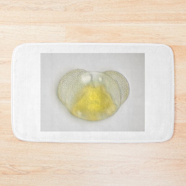 Item preview, Conifer pollen grain under the microscope designed and sold by SDym Photography.