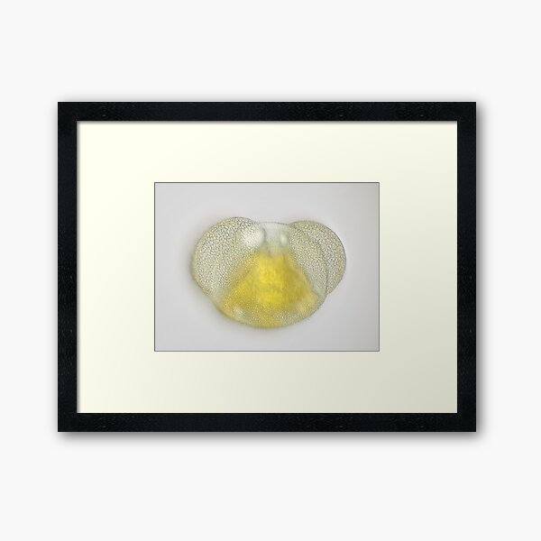 Framed Print