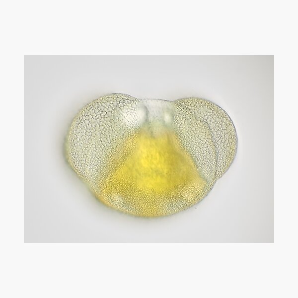 Photographic Print