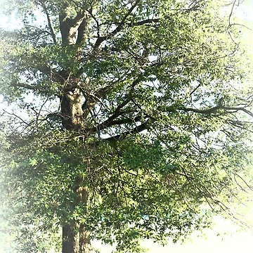 Artwork thumbnail, Tree And Light by RVogler
