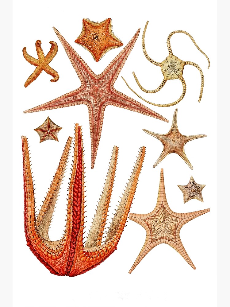 Starfish varieties set illustration by webcaff-design