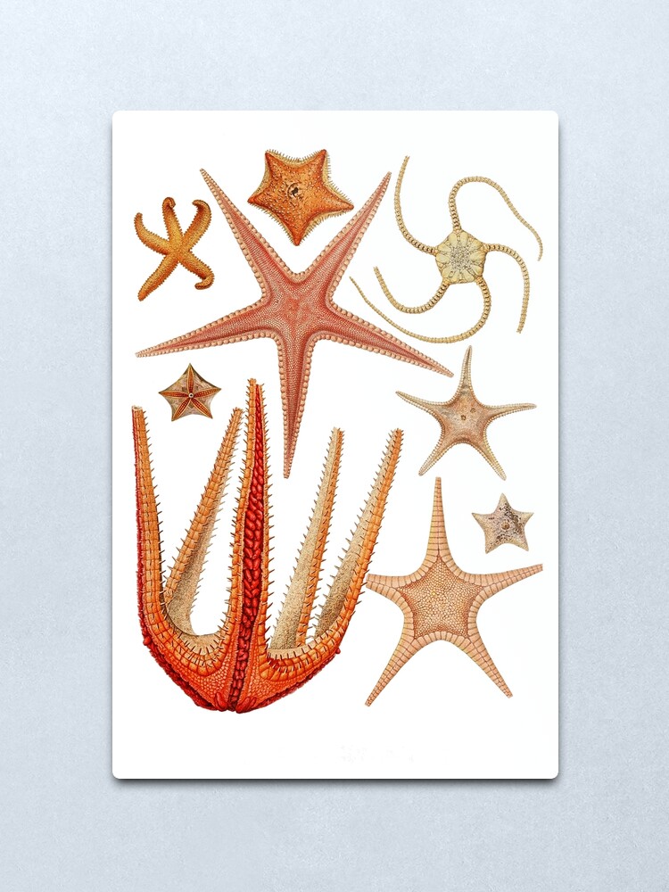 Alternate view of Starfish varieties set illustration Metal Print