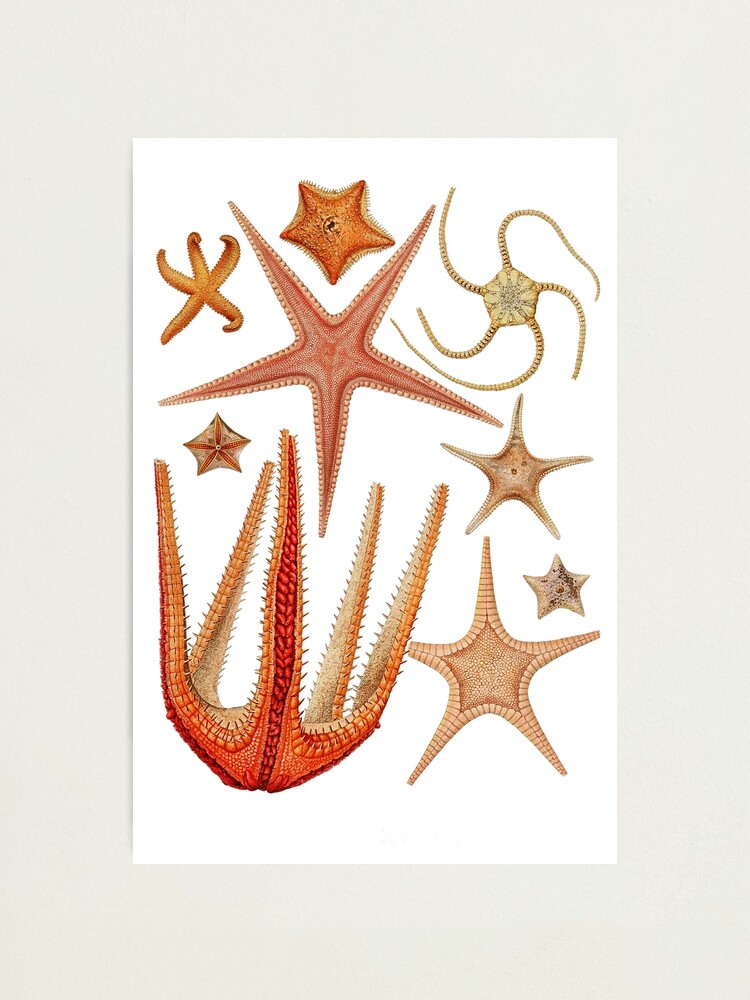 Alternate view of Starfish varieties set illustration Photographic Print