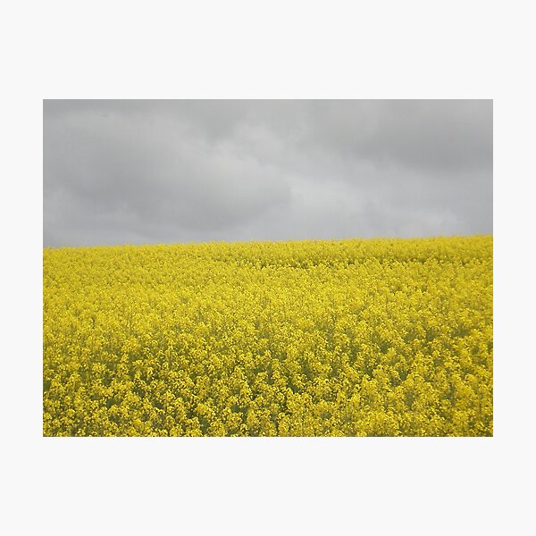 Item preview, canola yellow designed and sold by margc.