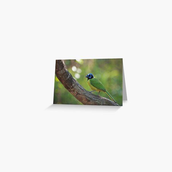 Green Jay Greeting Card