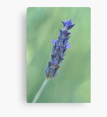 Lavender on muted green Canvas Print