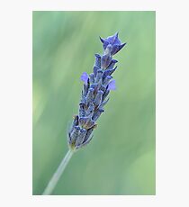 Lavender on muted green Photographic Print