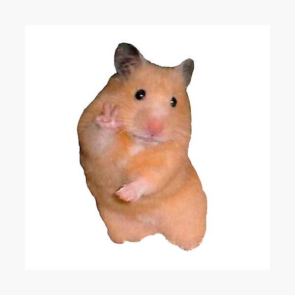 Featured image of post The Best 17 Memes De Hamster