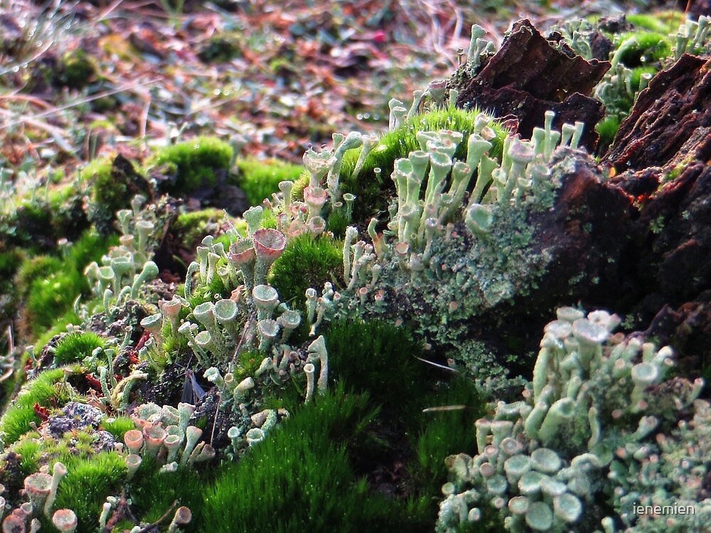 &quot;&quot;Lichenes&quot; &quot; by ienemien | Redbubble