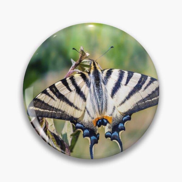 Item preview, Beautiful Iphiclides podalirius butterfly insect open wings designed and sold by Grégory DUBUS.
