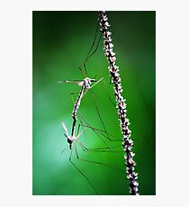 wald Photographic Print