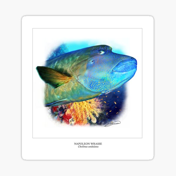 NAPOLEON WRASSE 2 Sticker