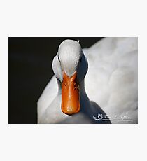 Pekin Gone Wild Photographic Print