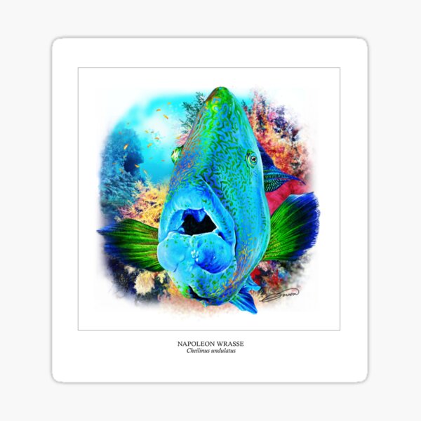 NAPOLEON WRASSE 3 Sticker