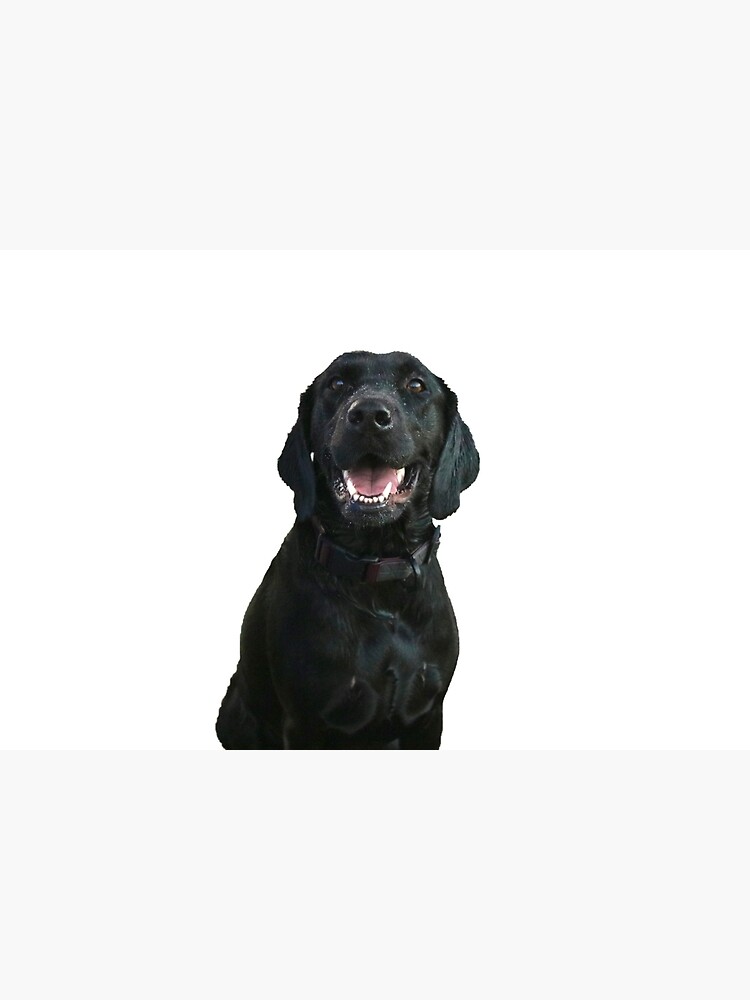 Black sales lab smiling