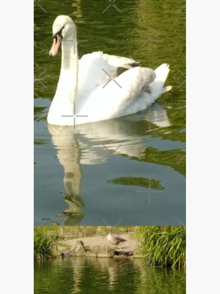 M.I. #69 |☼| Swan - Shot 27 (Pearson Park) by Naean