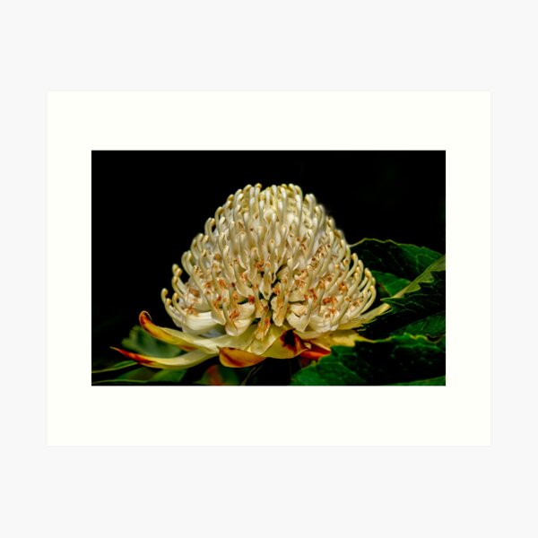 Item preview, White Waratah designed and sold by pcbermagui.