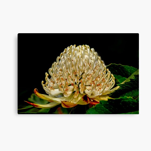 Item preview, White Waratah designed and sold by pcbermagui.