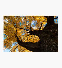 Tree of Life Photographic Print