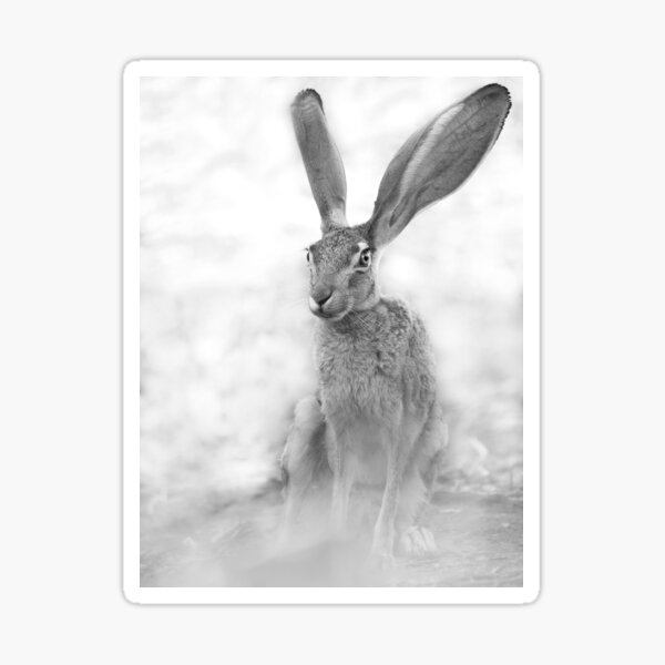 Artikel-Vorschau von Das erstaunliche Jackrabbit, designt und verkauft von Sue  Cullumber.
