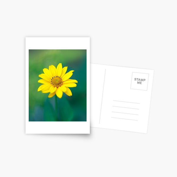 Yellow flower Postcard