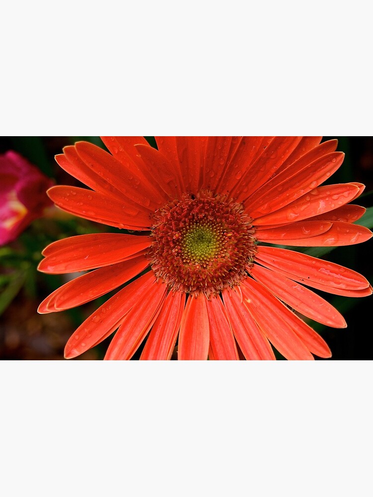 Gerbera Daisy by douglasewelch