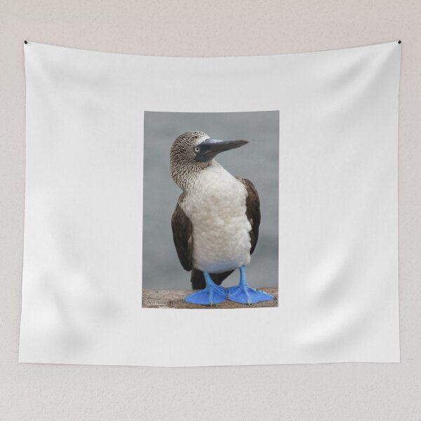 Item preview, Blue Footed Booby designed and sold by Sue  Cullumber.