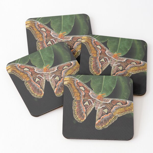 Item preview, Atlas Moth designed and sold by Black Abbey Studios - The Art of Elizabeth Eleanor Davis.