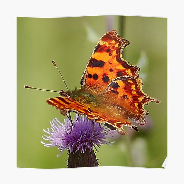 Comma Butterfly Poster