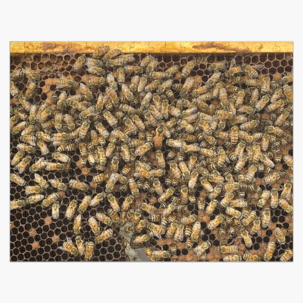 Artikel-Vorschau von Honigbienenkolonie - Finde die Königin, designt und verkauft von JDMHoney.